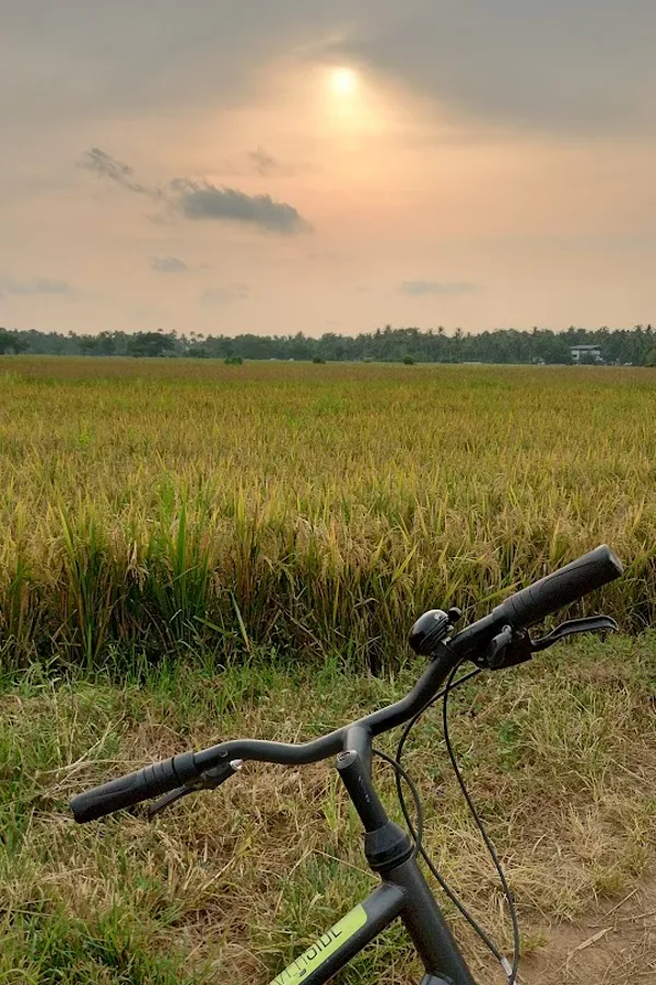 Sunset ride by the paddy fields